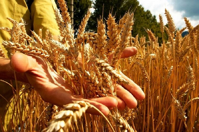Россия в 2021 году осталась крупнейшим в мире экспортером пшеницы шестой год подряд. 
